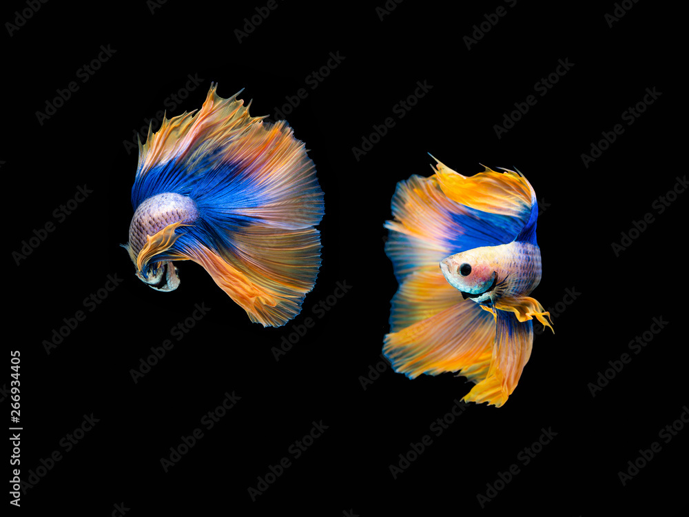 Fototapeta premium Action and movement of Thai fighting fish on a black background