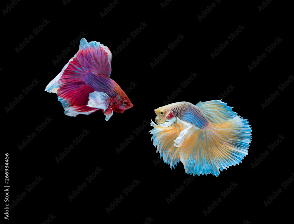 Action and movement of Thai fighting fish on a black background Action and movement of Thai fighting fish on a black background