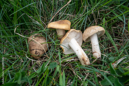 Calocybe gambosa, St. George's mushroom, an edible wild mushroom that grows mainly in fields. Mushrooming, looking for wild fungus. Picking mushrooms in the grass at springtime