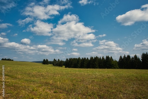 Wald und Wiese