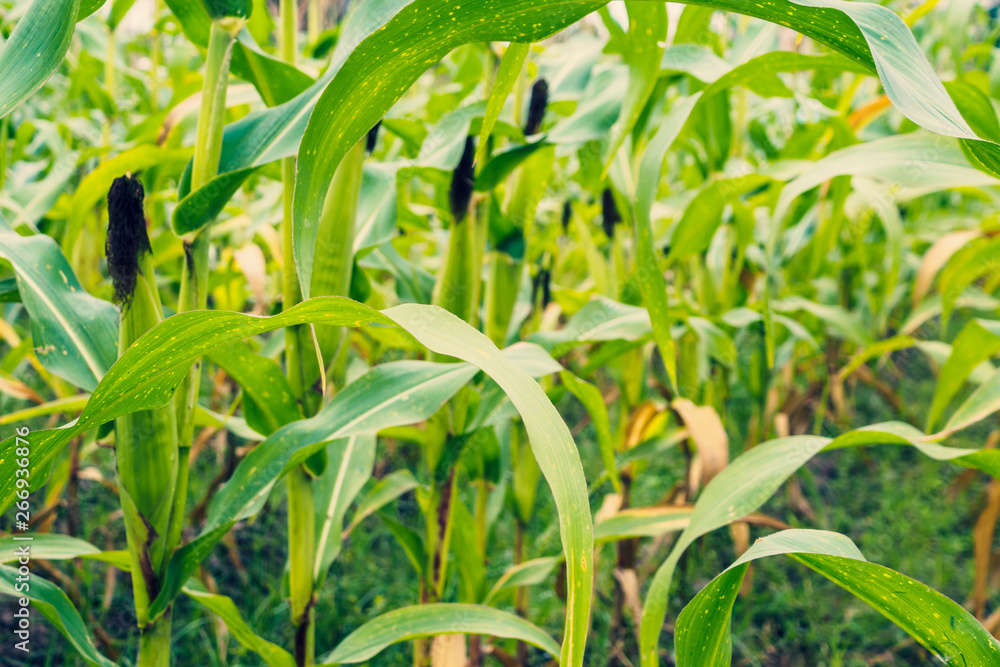 Corn plant with green leaves growth in agriculture field outdoor Corn plant with green leaves growth in agriculture field outdoor