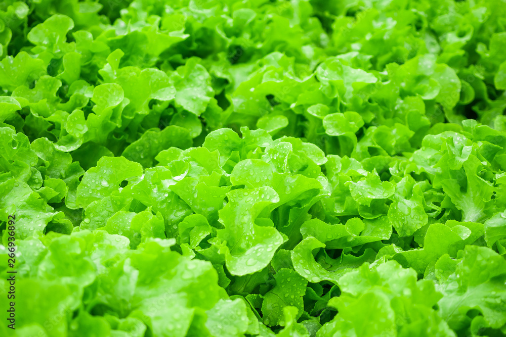 Closeup Fresh organic green leaves lettuce salad plant in hydroponics vegetables farm system Closeup Fresh organic green leaves lettuce salad plant in hydroponics vegetables farm system