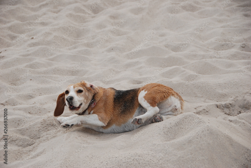 Funny fat dog playing on the beach Funny fat dog playing on the beach