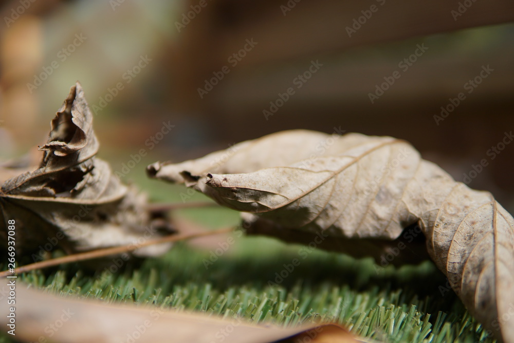 Leaves, autum