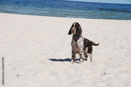 Ess on the beach photo