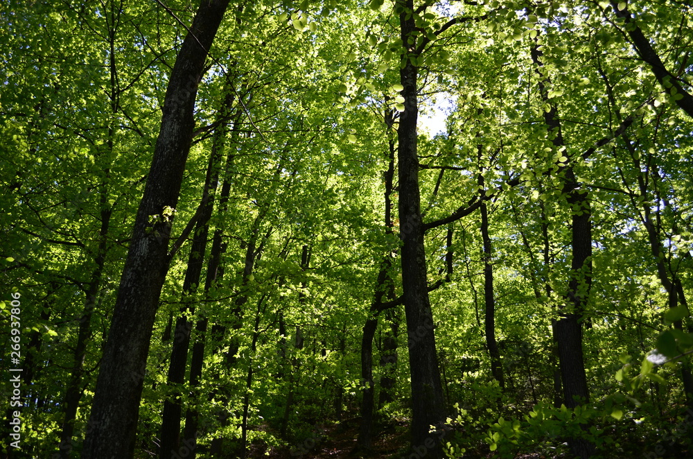 Naklejka premium Spring beech forest with fresh light green foliage