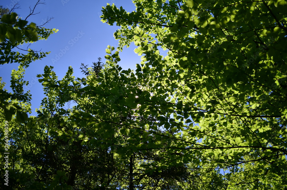 Spring beech forest with fresh light green foliage