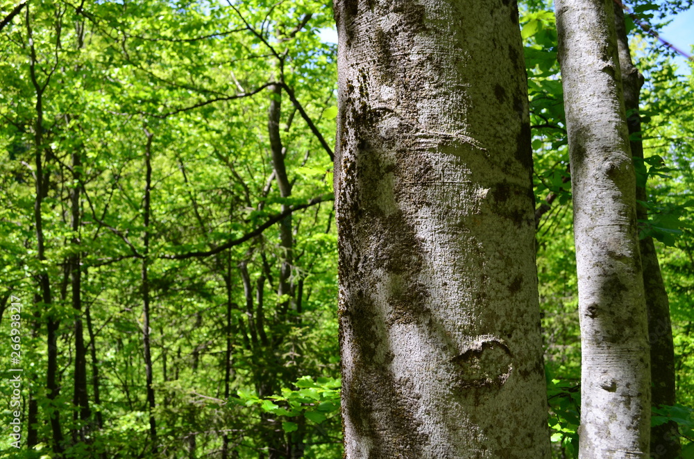 Spring beech forest with fresh light green foliage Spring beech forest with fresh light green foliage