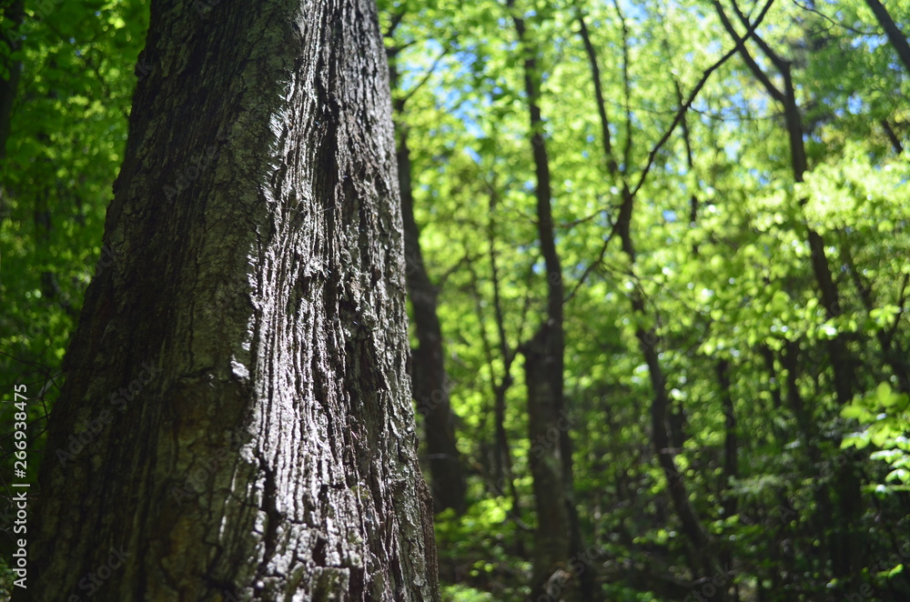Naklejka premium Spring beech forest with fresh light green foliage