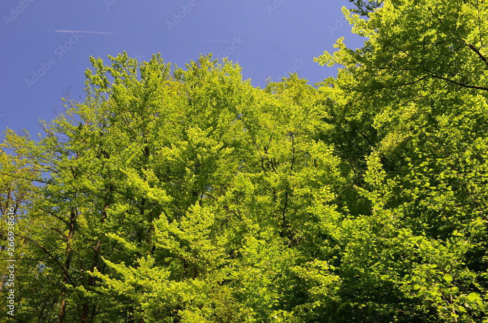 Fototapeta premium Spring beech forest with fresh light green foliage