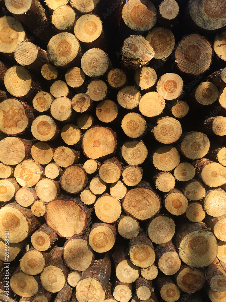 Detail of pile of freshly cut timber logs in sunshine - logging, forestry background Detail of pile of freshly cut timber logs in sunshine - logging, forestry background