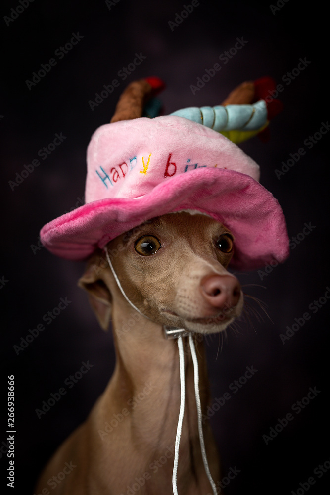 Italian sales greyhound hat