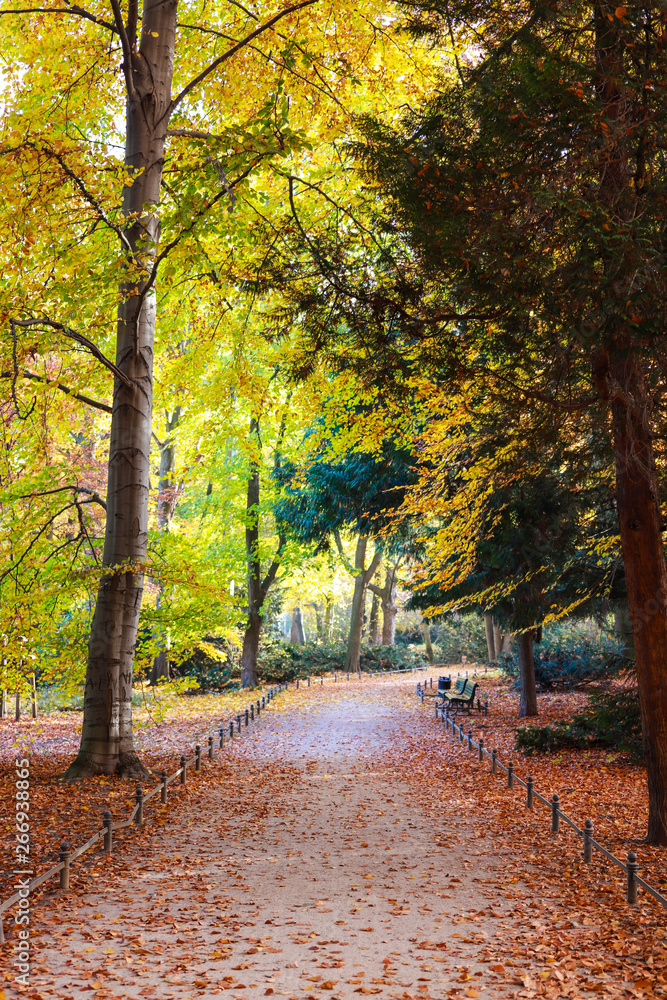 Fototapeta premium autumn in the park