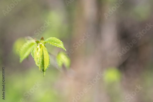 bokeh background up close plant leaves