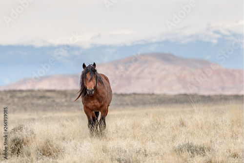 Wild Horses of McCullough Peaks © Ronnie Howard