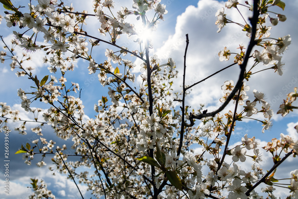 Cherries in blosoms in nice spring afternoon. Cherries in blosoms in nice spring afternoon.