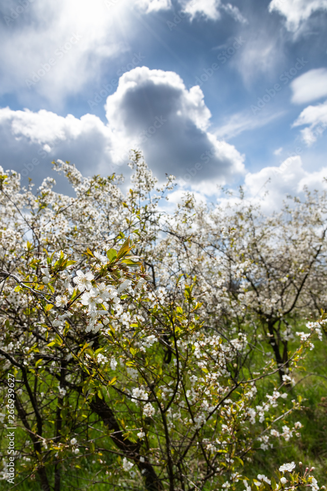 Cherries in blosoms in nice spring afternoon. Cherries in blosoms in nice spring afternoon.