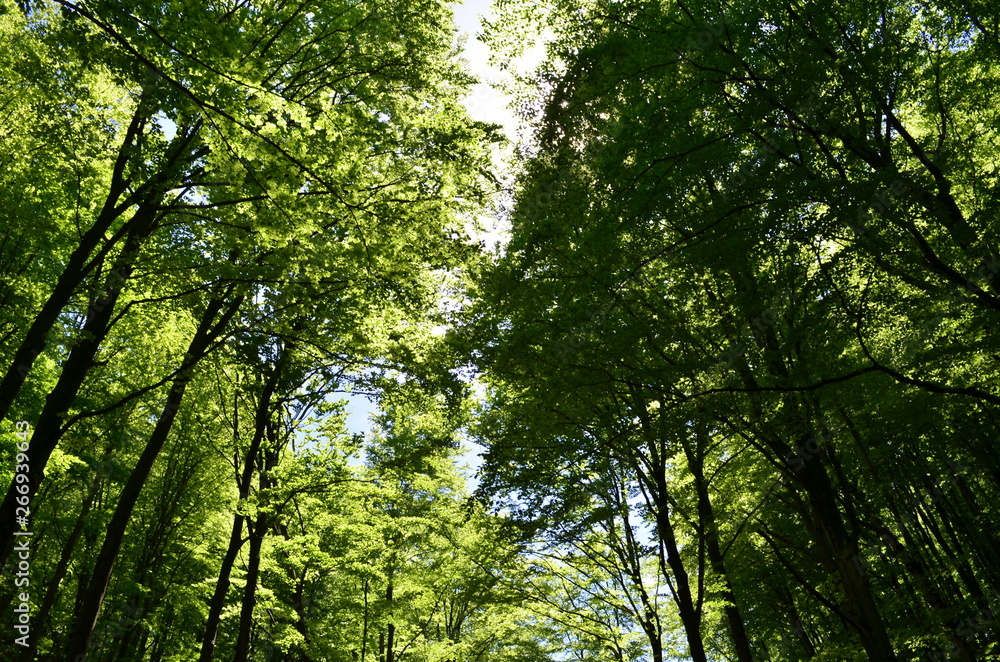 Spring beech forest with fresh light green foliage Spring beech forest with fresh light green foliage