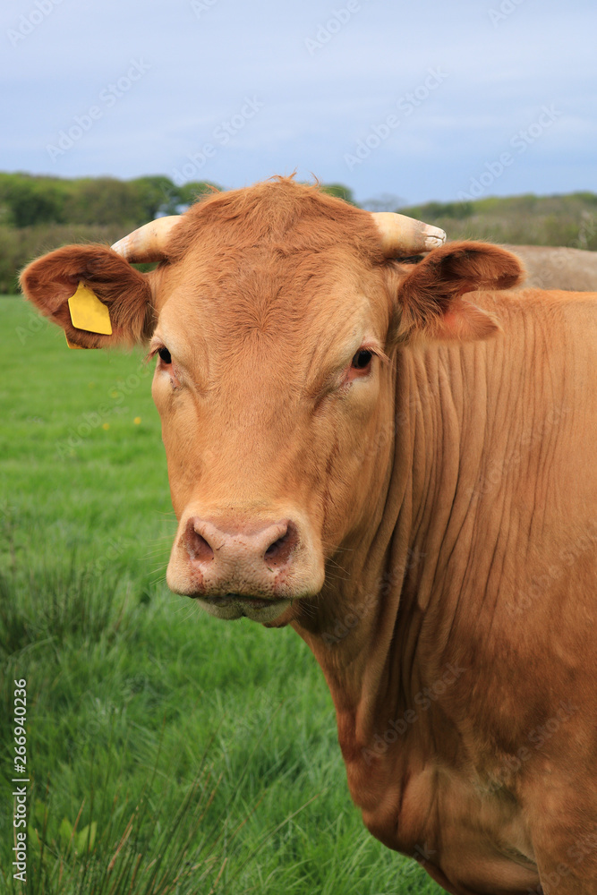 The head and shoulders of a breed of cow known as a Blonde d'Aquitaine Cow. A gentle giant. The meat from this cow is marbled and sought after. This is a bullock grazing in a field.