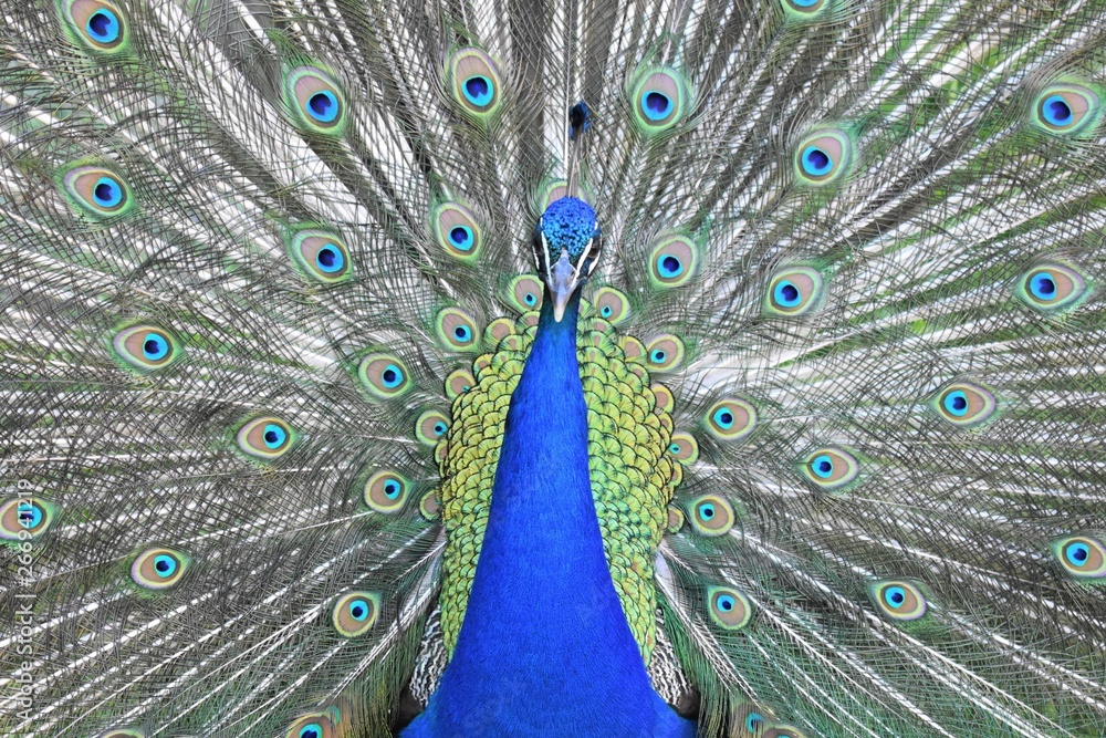 Obraz premium Peacock displaying its unfolded tail (Pavo cristatus)