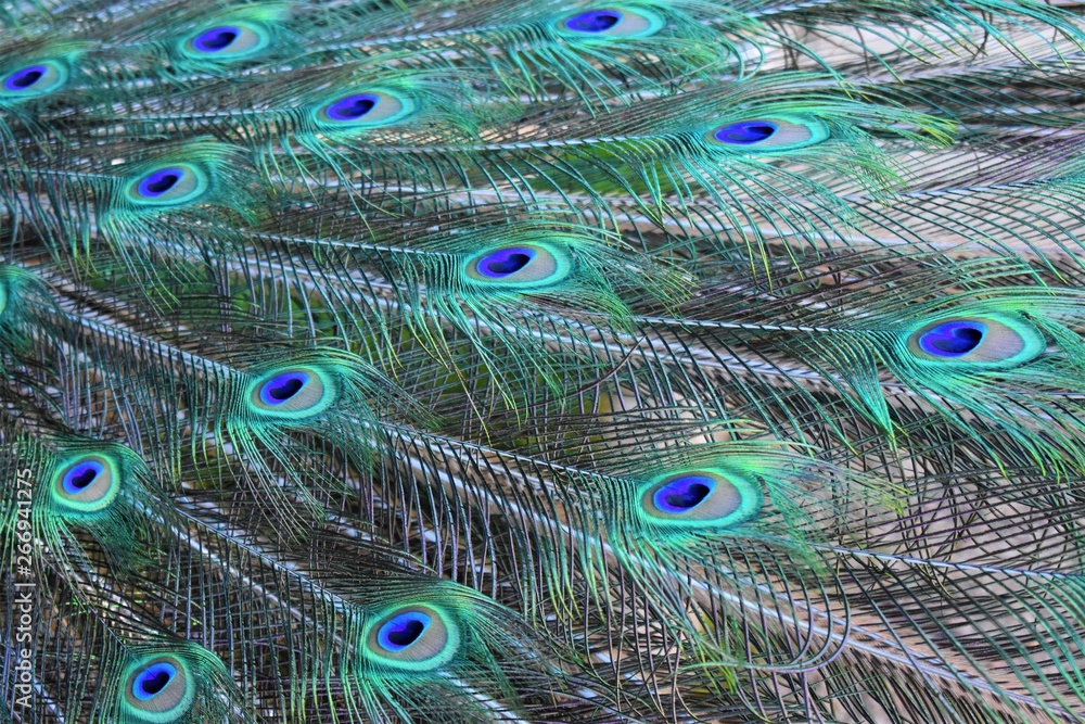 Obraz premium Abstract background based on peacock feathers