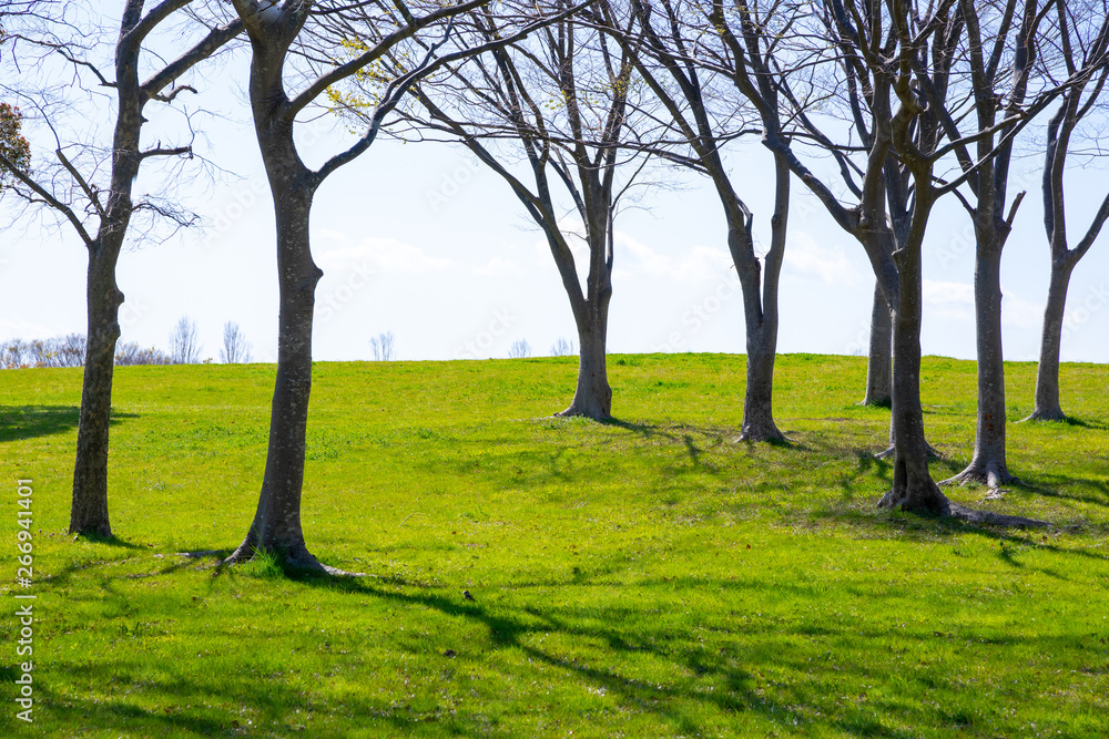 Fototapeta premium 爽やかな公園風景