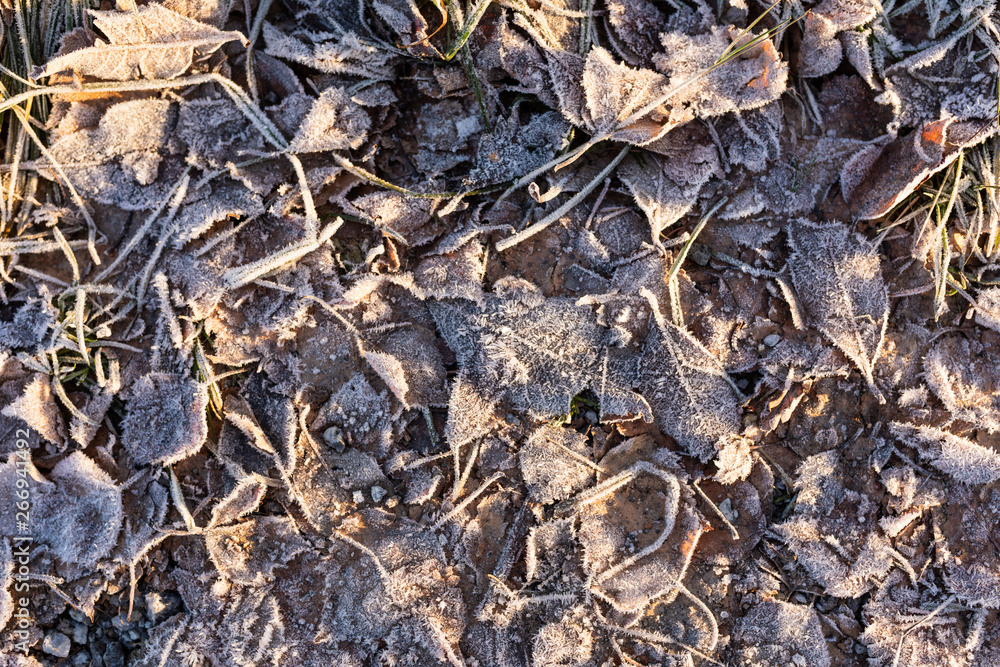 Fallen leaves on ground covered in frost rime