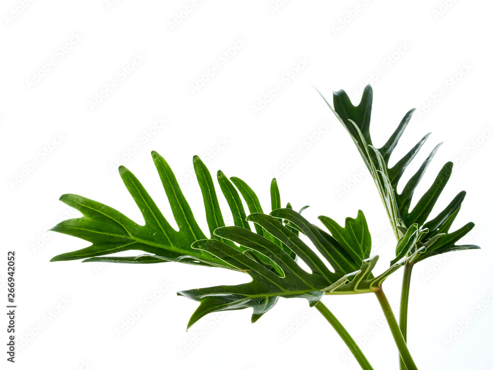 Fototapeta premium Watercolor tropical philodendron xanadu leaf