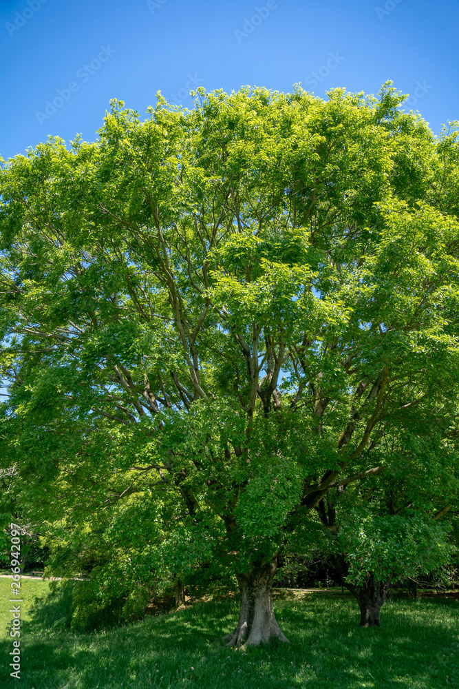 Fototapeta premium 爽やかな公園風景