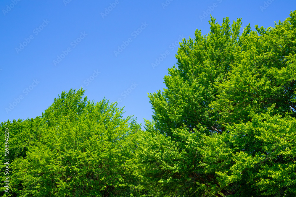 爽やかな公園風景