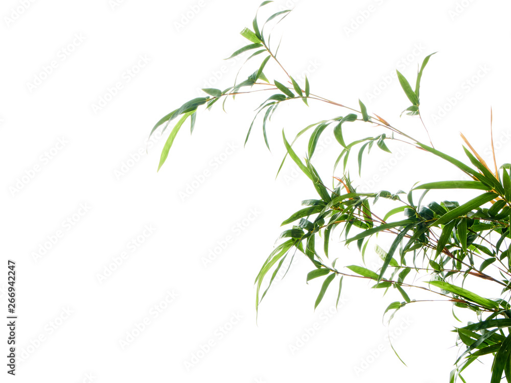 Asian natural background with bamboo Asian natural background with bamboo