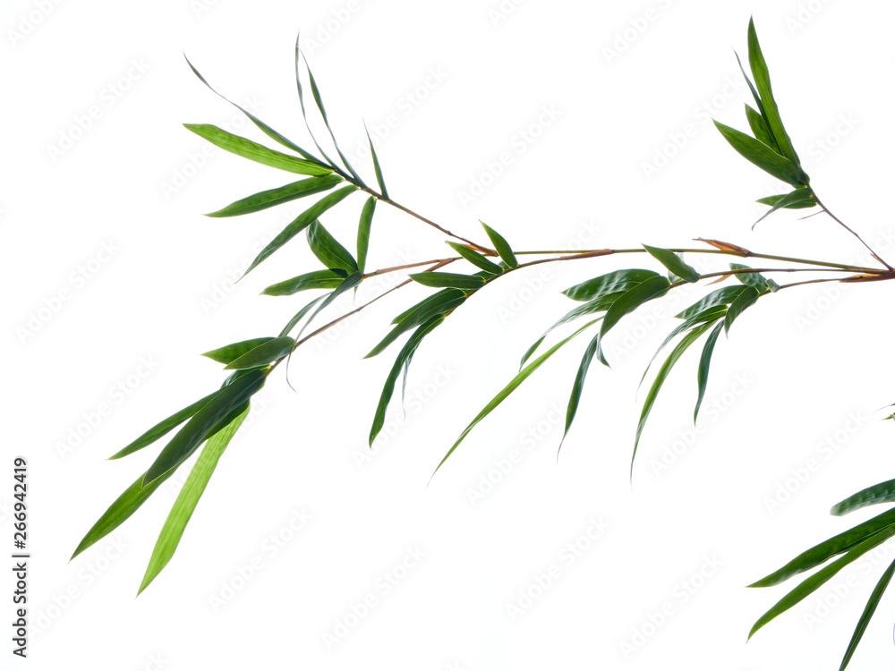 Fototapeta premium Asian natural background with bamboo