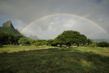 Scenic Rainbow Landscape with tree