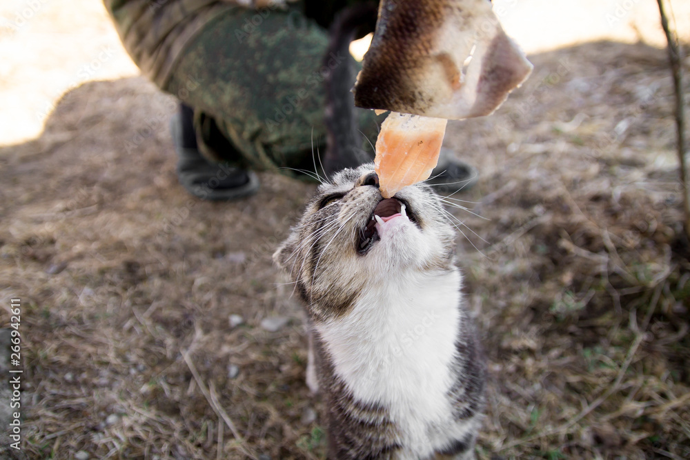 Cute country multicolor cat eating fish with appetite on the ground Cute country multicolor cat eating fish with appetite on the ground