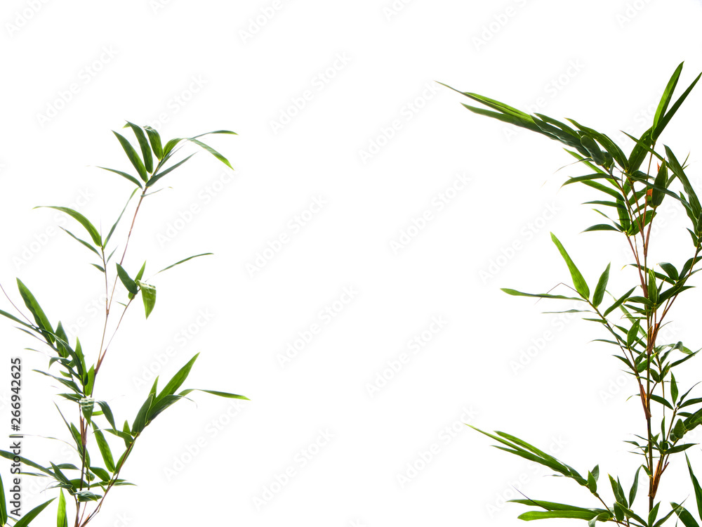 Asian natural background with bamboo