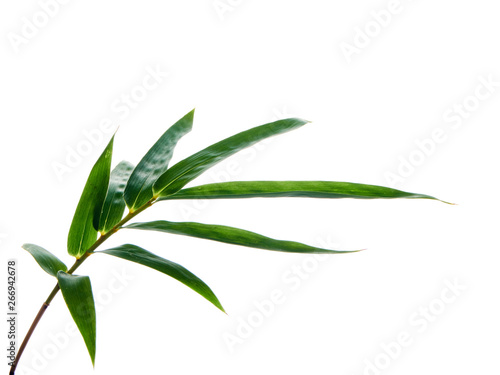 Asian natural background with bamboo