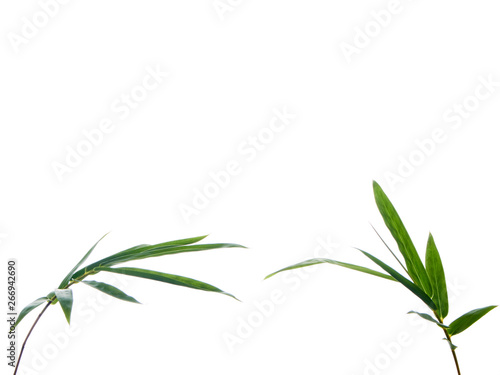 Asian natural background with bamboo