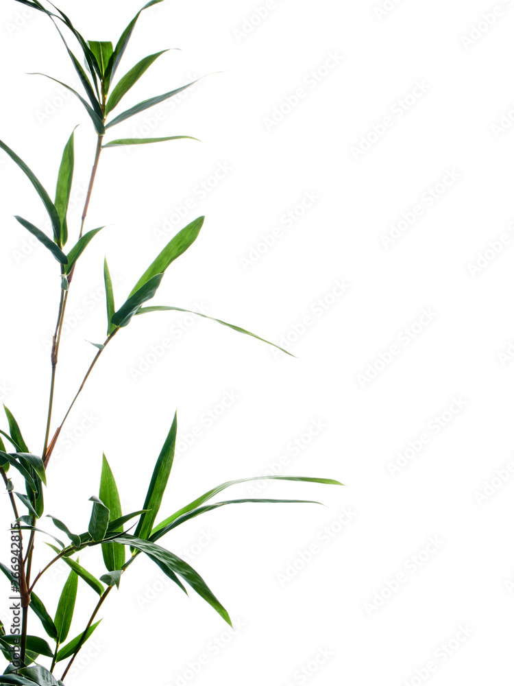 Asian natural background with bamboo Asian natural background with bamboo