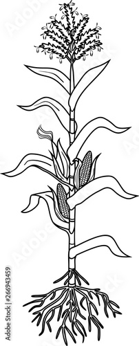 Coloring page with corn (maize) plant with leaves, root system, ripe fruits isolated on white background