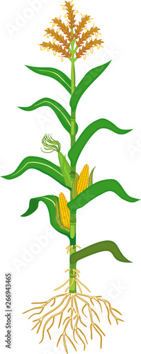 Corn (maize) plant with green leaves, root system, ripe fruits and flowers isolated on white background