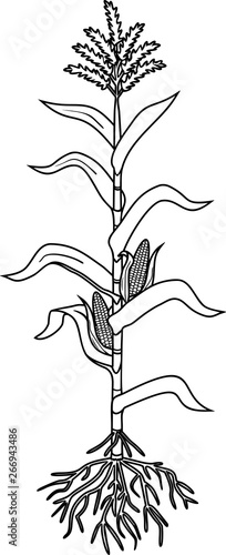 Coloring page with corn (maize) plant with leaves, root system, ripe fruits isolated on white background