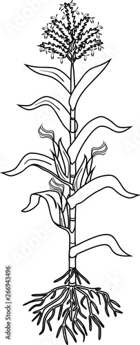 Coloring page with corn (maize) plant with leaves, root system, ripe fruits isolated on white background