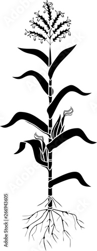 Black silhouette of corn (maize) plant with leaves, root system, ripe fruits isolated on white background