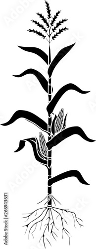 Black silhouette of corn (maize) plant with leaves, root system, ripe fruits isolated on white background