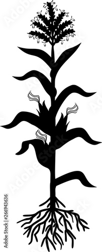 Black silhouette of corn (maize) plant with leaves, root system, ripe fruits isolated on white background
