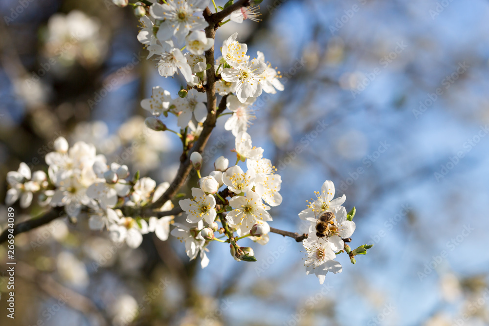 Arbre en fleur au printemps