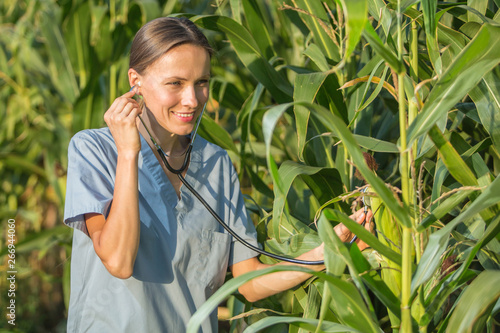 Healthy organic food concept. Professional in uniform as a doctor examinimg corn cob on the field photo