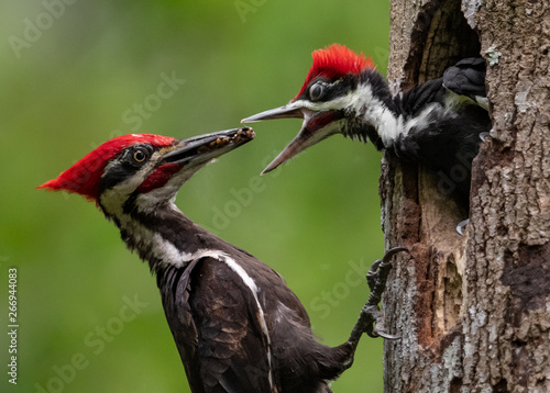 Pileated Woodpecker Nest  photo