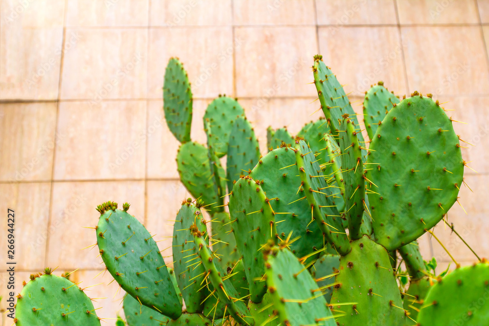 close up green cactus against wall close up green cactus against wall