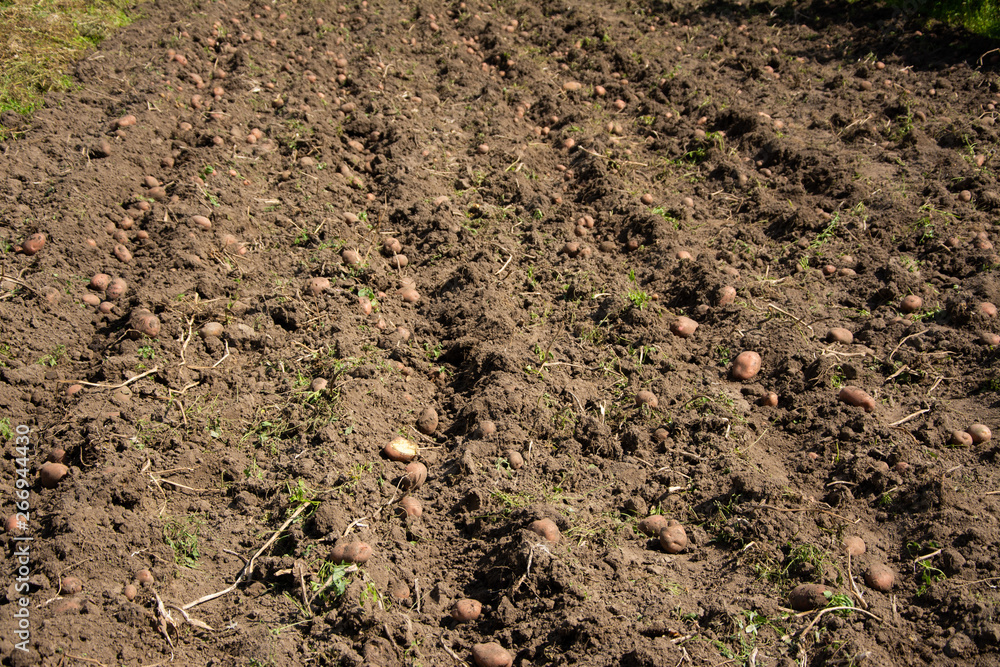 The potato harvest lies excavated on the ground. The potato harvest lies excavated on the ground.